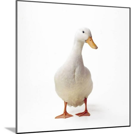 Aylesbury Ducks - Aylesbury Duck Domestic Wood Mounted Print Wall Art