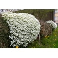 thumbnail image 1 of 800 WHITE ALPINE ROCKCRESS Aubrieta Rock Cress Arabis Alpina Flower Seeds, 1 of 3