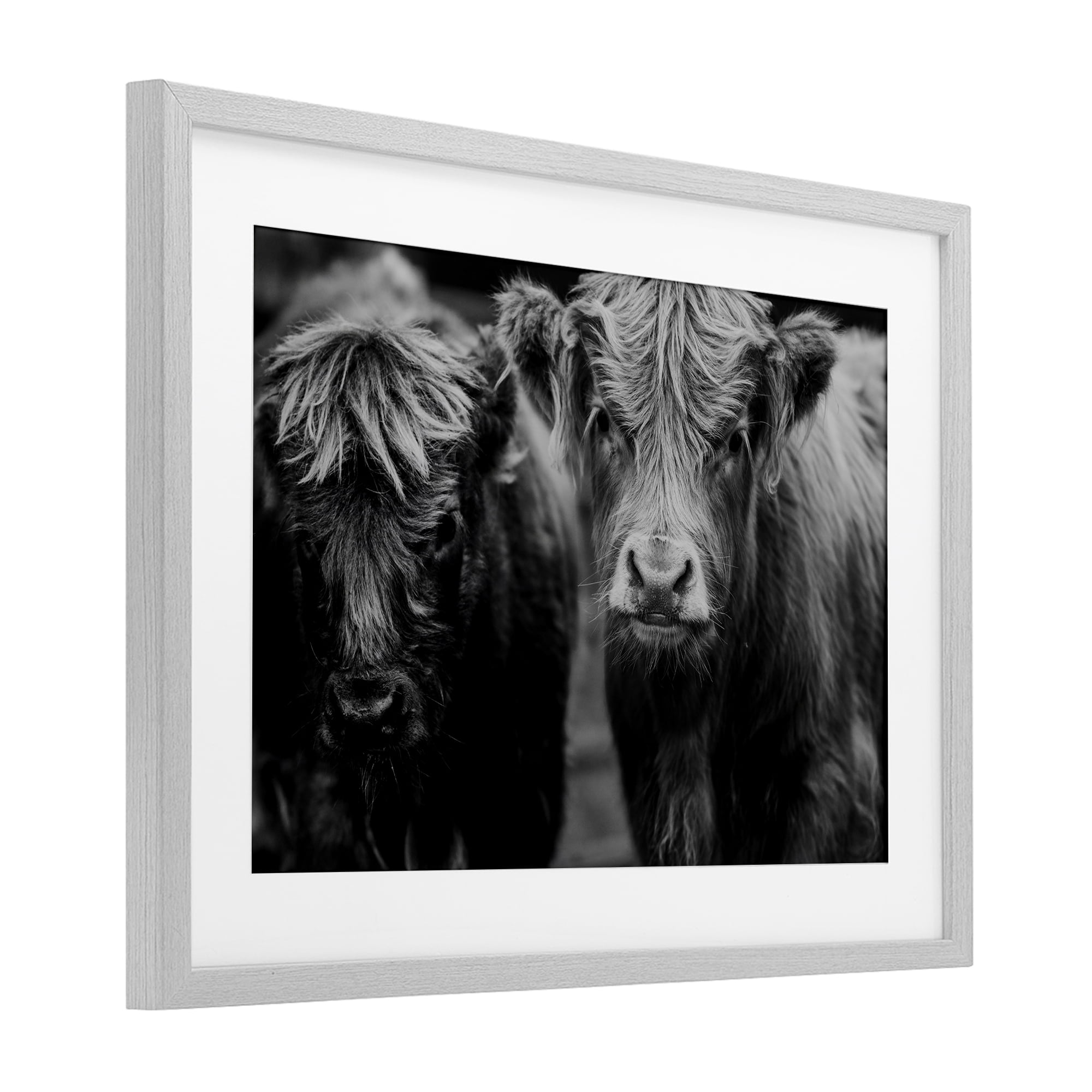 Cow Faces on Farm Gray Framed Print Under Glass, design by Amy Carroll