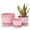 Pink Gold, variant on Pink Gold Ceramic Flower Pots, 4"+5"+6" Inch Small Glazed Succulent Planters with Drainage Hole,Modern Indoor Decorative Plant Pots Set of 3,Garden Pots with Saucer