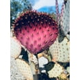 thumbnail image 2 of Orlov, Irena 25x32 Black Ornate Wood Framed with Double Matting Museum Art Print Titled - Pink Yellow Cactus III, 2 of 4