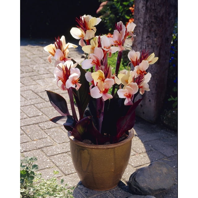 TASC Flower Bulbs- Canna Indica Hybrid Angel Martin
