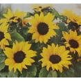 thumbnail image 1 of Sunflower Dwarf Sunspot Seed - 1 Packet, 1 of 1