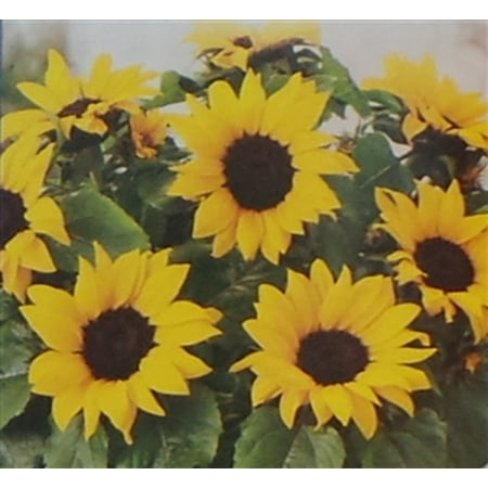 Sunflower Dwarf Sunspot Seed - 1 Packet (Best Sunflower Seeds To Plant For Doves)