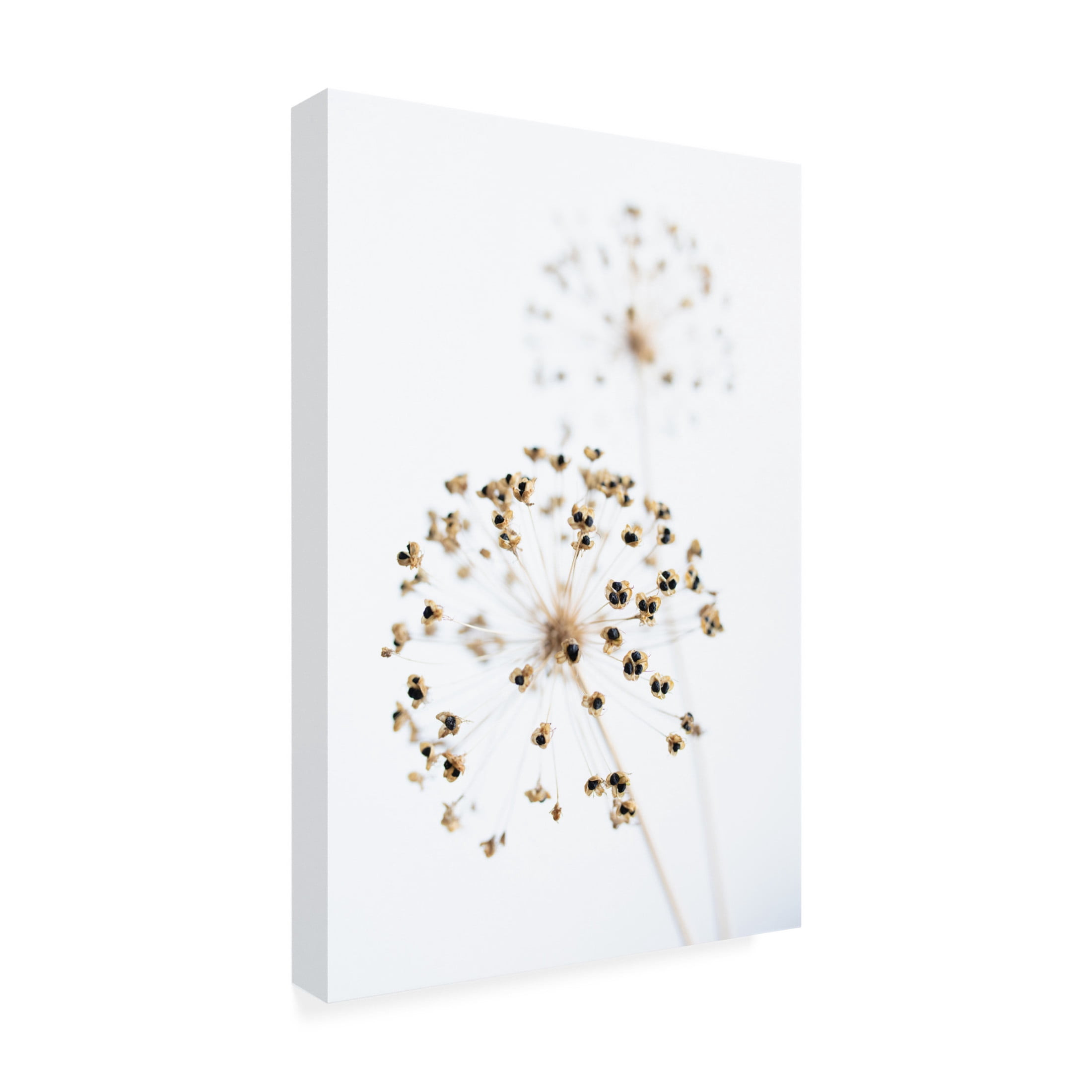Trademark Fine Art Pictufy Studio Dried Flower 2 Natural Canvas Wall Art
