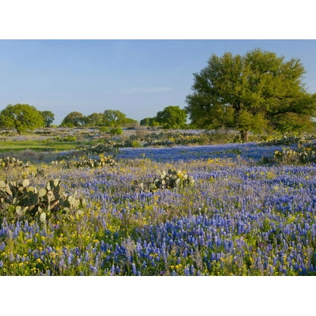 Bluebonnets and Oak Tree, Hill Country, Texas, USA Print Wall Art By Alice