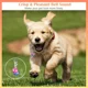 thumbnail image 5 of 10 Pcs Gato Campanas, Perro Gato Campana Para Collar Con..., 5 of 7