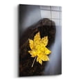 thumbnail image 2 of Epic Art 'Maple Leaf Stranded' by Thomas Haney, Acrylic Glass Wall Art, 16"x24", 2 of 8