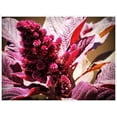 thumbnail image 3 of 500 Graines d'Amarante Cruentus Amaranth Rouge Minuit Fleur Feuille Légume, 3 of 7