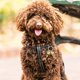 thumbnail image 2 of 1 Set Collar Bells Copper Bells Cat Bells Dog Collar Bells Pet Collar Accessories, 2 of 3