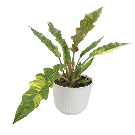 Element Variegated Philodendron Ring of Fire in 6" White Pot (Approx 17" Tall) Live Plant