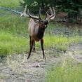 thumbnail image 5 of Trophy Rock Redmond All-Natural Mineral Rock/Salt Lick, Attract Deer and Big Game (7 lb), 5 of 6