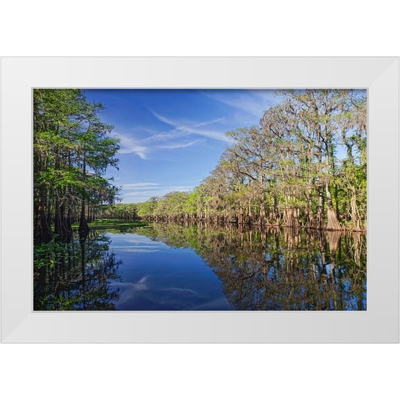 Jones, Adam 14x11 White Modern Wood Framed Museum Art Print Titled - Early spring view of cypress trees reflecting on blackwater area of St Johns River-central Florida