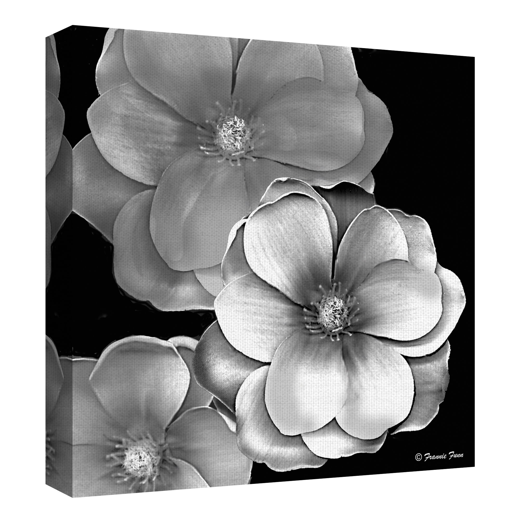 Masterpiece Art Gallery Black & White Magnolia By Frannie Funn Canvas Art Print 20" x 20"