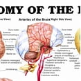 thumbnail image 2 of ANATOMY OF THE BRAIN Wall Chart Anatomy of the Human Body Posters & Prints Medical Teaching Canvas Painting Wall Art Decor Sticker (without Framed), 2 of 6