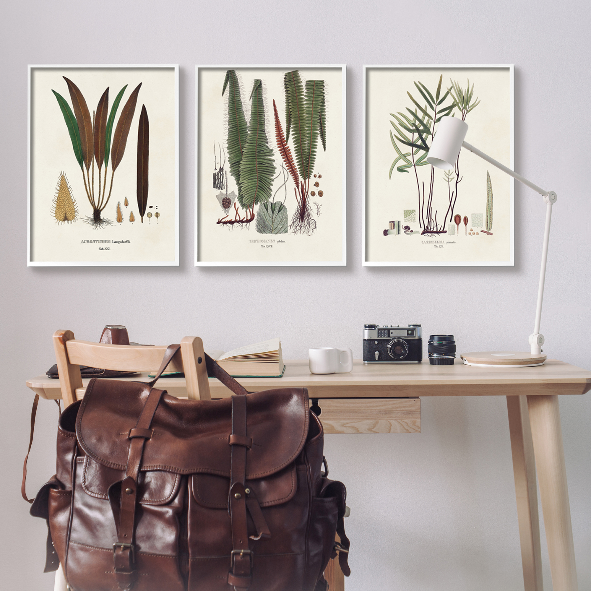 Stupell Industries Vintage Botanical Studies Botanical & Floral Painting White Framed Art Print Wall Art, 24 x 30