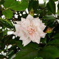 thumbnail image 2 of Drift 2G Rose Live Shrub, 2 of 3