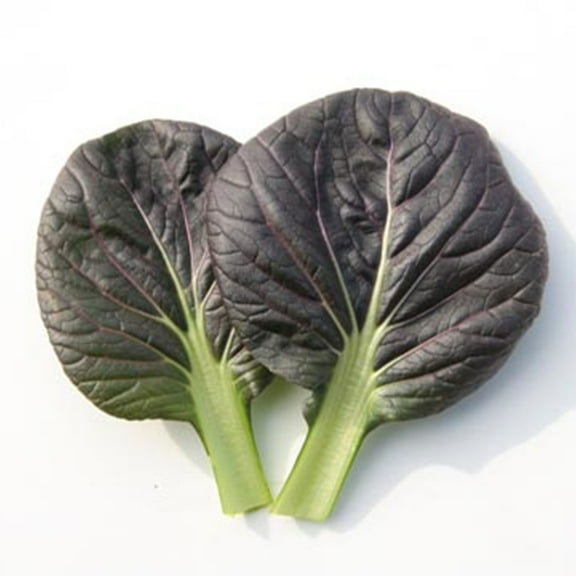 Cabbage Seeds - Pak Choi - Red Tatsoi - Hybrid - 2 g Packet ~404 Seeds - Non-GMO, F1 Hybrid - Asian Garden Vegetable