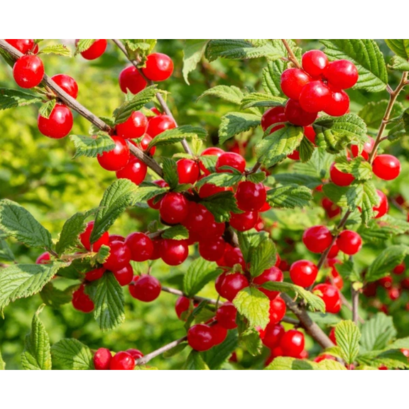 Nanking Red Cherry Live Plant, 6-10 Inches Tall, Hardy Bush Cherry Fruit Shrub for Outdoor Garden and Patio