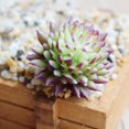 thumbnail image 4 of Funie Artificial Succulent Lifelike Exquisite PVC Easy Care Artificial Echeveria for Home, 4 of 7