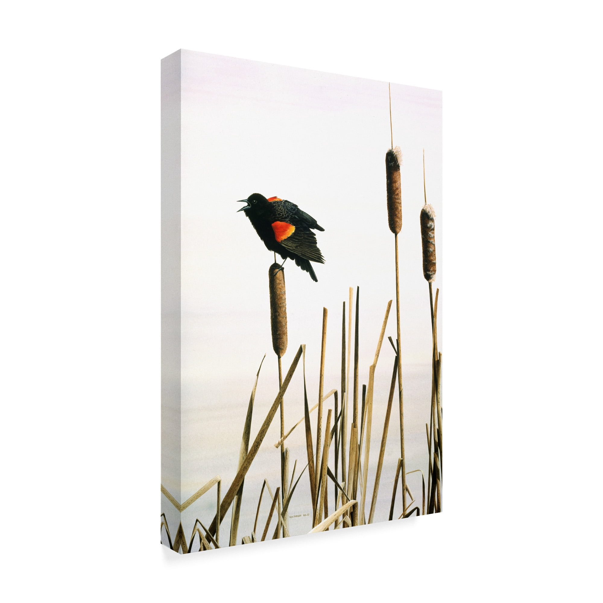 Trademark Fine Art 'Early Arrival Red Winged Blackbird' Canvas Art by Ron Parker