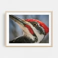 thumbnail image 2 of Eye Of The Woodpecker - Photography Wildlife Bird Nature Animal Woodland Portrait Unframed Wall Art Print 36 x 48 inches, 2 of 7