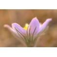 thumbnail image 2 of Jaynes Gallery 32x23 Black Ornate Wood Framed with Double Matting Museum Art Print Titled - Canada-Manitoba-Libau Prairie crocus flower close-up, 2 of 4