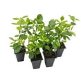 thumbnail image 2 of 6 Live Manhattan Euonymus Plants (Euonymus Kiautschovicus ‘Manhattan’) – Evergreen Shrub for Hedges, Thriving in 2.5” Nursery Cubes, 2 of 6