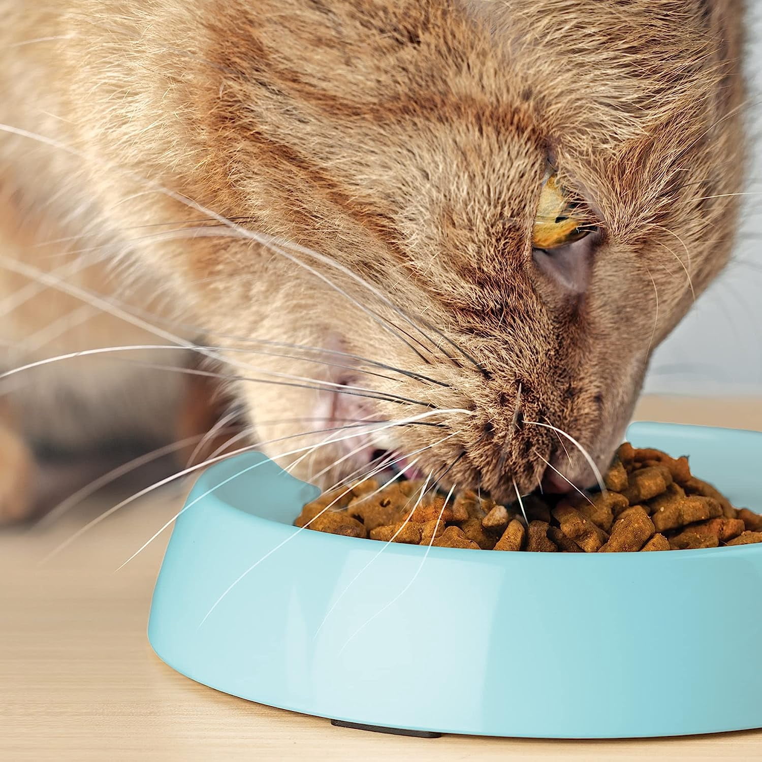 CatGuru Cat Bowls, Whisker Stress Free Cat Food Bowl, Reliefs Whisker Fatigue, Wide Cat Bowl, Non Slip Cat Food Bowls, Shallow Cat Dish, Cat Feeding & Watering Supplies (Set of 2 Bowls, Aruba)