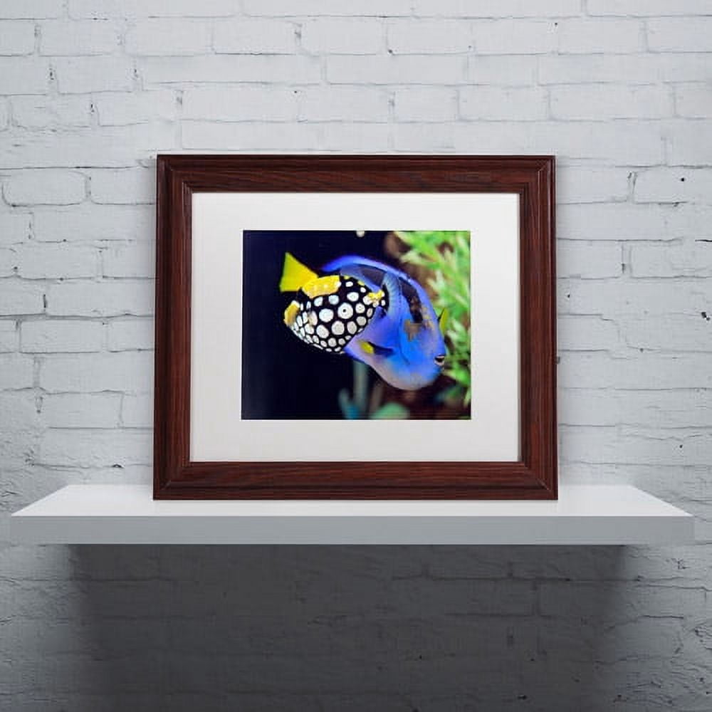 Trademark Fine Art "Colorful Tropical Fish" Canvas Art by Kurt Shaffer, White Matte, Wood Frame