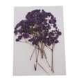thumbnail image 2 of Rongfmy Natural Dried Real Babysbreath Flower Set Assorted Colorful For Art Glass Crafts, 2 of 9