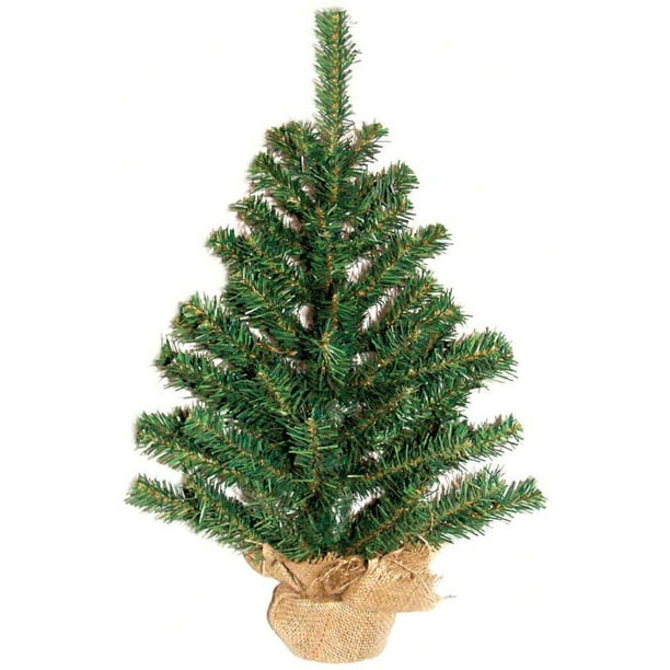 24" BALL AND BURLAP TREE