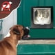 thumbnail image 5 of Puertas para gatos, puerta magnética para mascotas con cerradura giratoria de 4 vías para gatos, gatitos y gatitos (mediano, negro)-XL puerta para mascotas resistente a la intemperie, 5 of 5