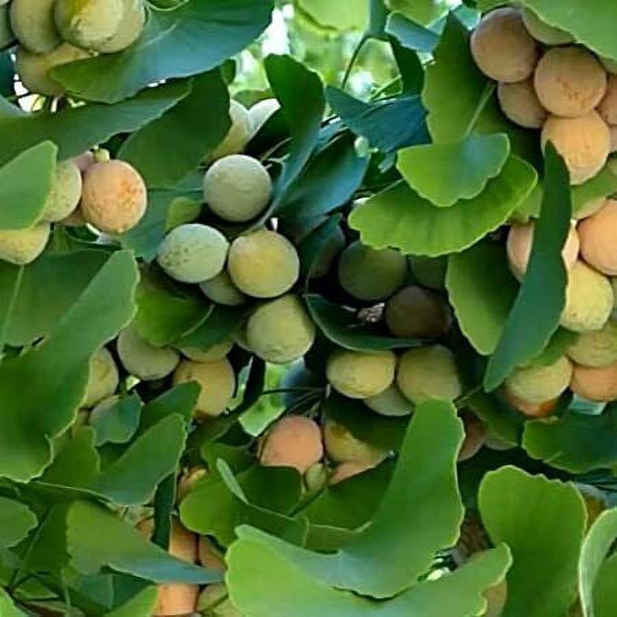 Ginko Biloba Tree Seeds to Plant - 6 Seeds - Edible Leaves Promote Memory - image 2 of 3