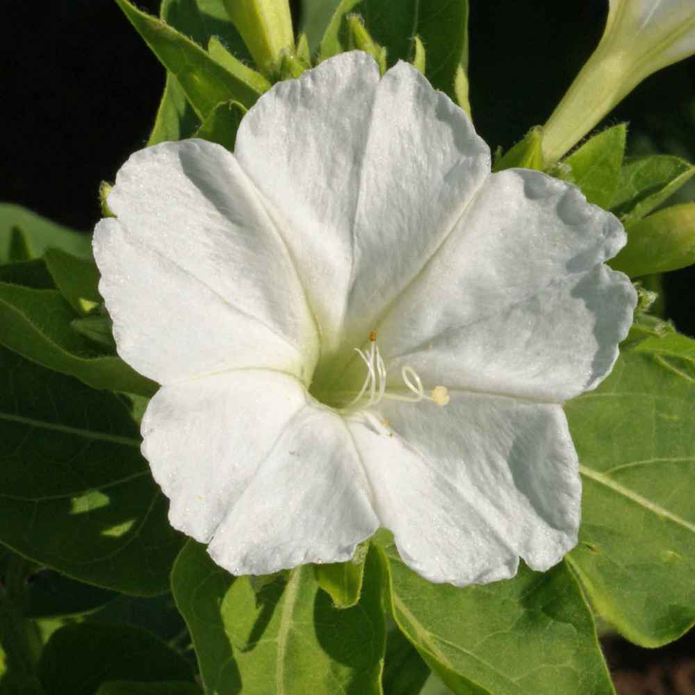 Four O' Clock Seeds - Mirabilis Jalapa White Flower Seeds - 1 LB