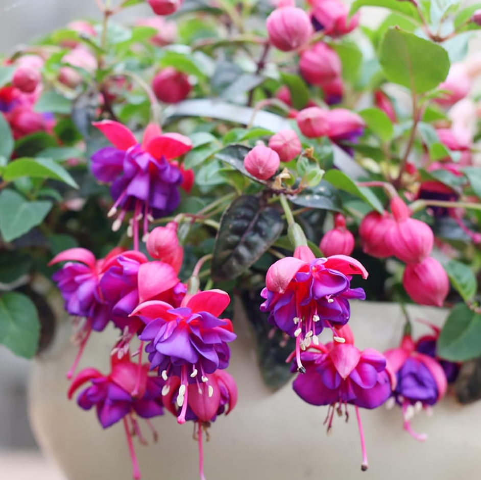Fuchsia Dark Eyes Plants Live, Purple Pink Flower Fuchsia Plant, 4 to 6 Inches Tall, No Potted, Indoor Outdoor Gardening