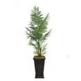 thumbnail image 2 of Laura Ashley Home Tall Areca Palm Tree in Planter, 2 of 2