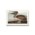 thumbnail image 1 of Brown Pelican Wrapped Canvas -John James Audubon Designs,, 1 of 3