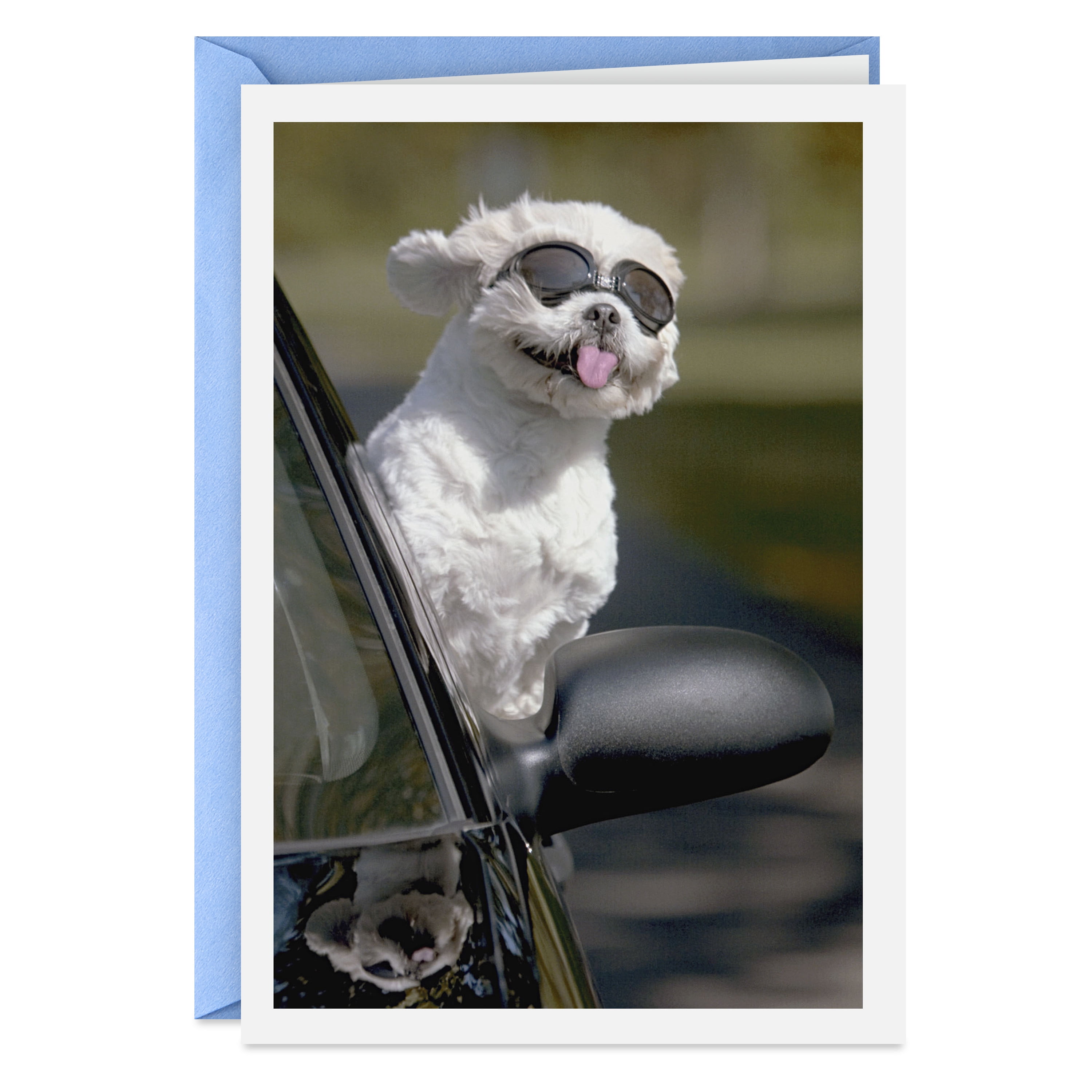 Hallmark Shoebox Funny Birthday Card (Dog In Car)