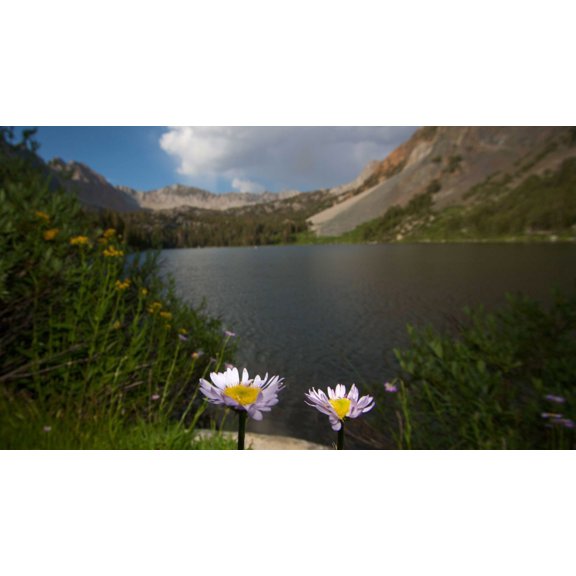 DeWitt Flower II Glossy Poster