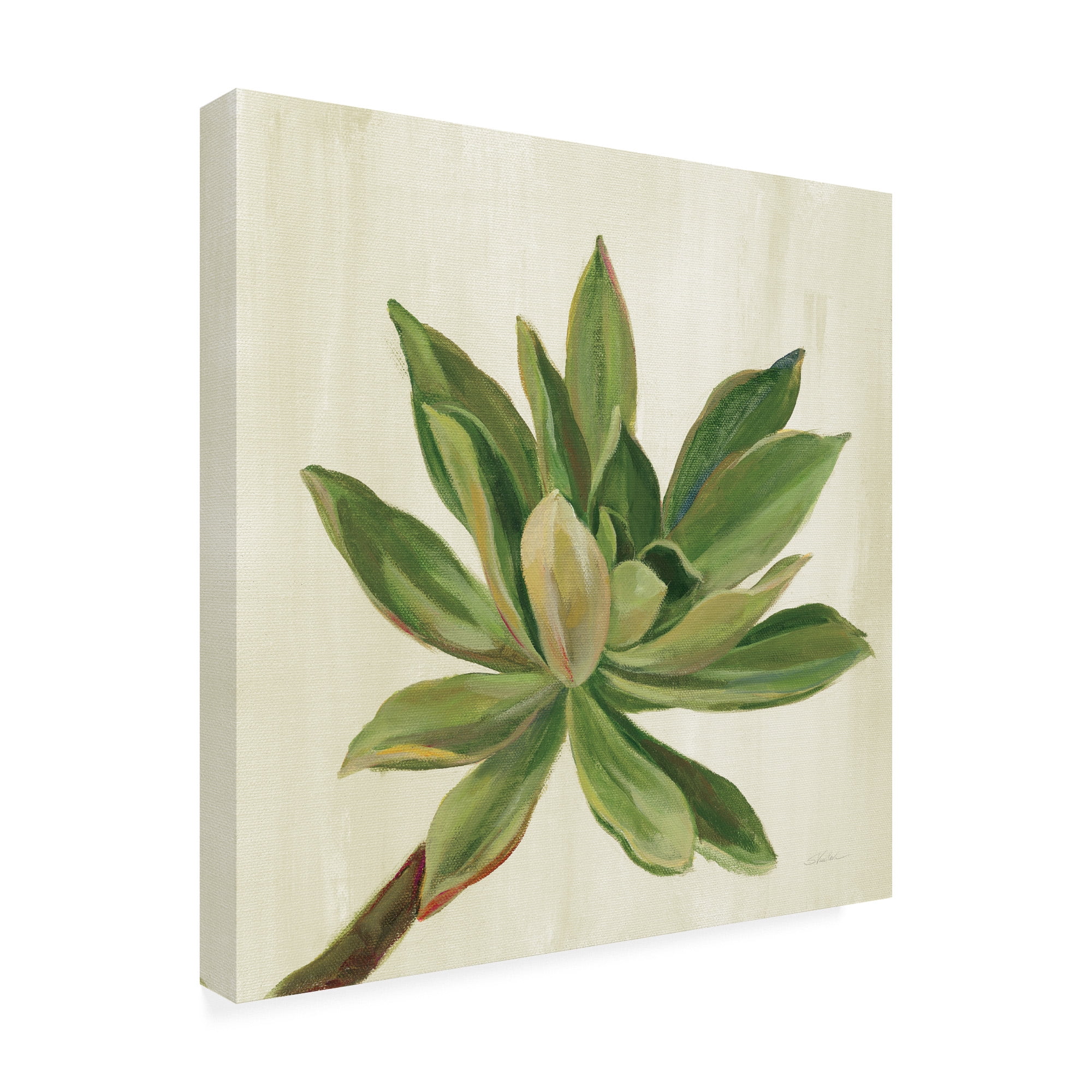 Trademark Fine Art 'Front Yard Succulent I' Canvas Art by Silvia Vassileva