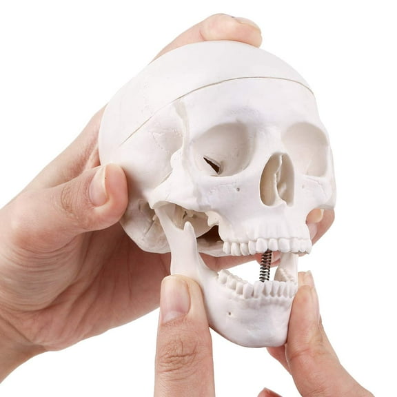 Halloween Mini Human Skull Model -Small Skeleton Head Skull Model -Includes Full Set of Teeth, Removable Skull Cap and Articulated Mandible, 3.8x3x3.8in