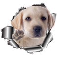 thumbnail image 2 of GHSDFBB Labrador Car Decal. Car Bumper Sticker Vinyl Sticker for Cars, Windows, Walls, Fridge, Toilet and More-11 Inch, 2 of 2