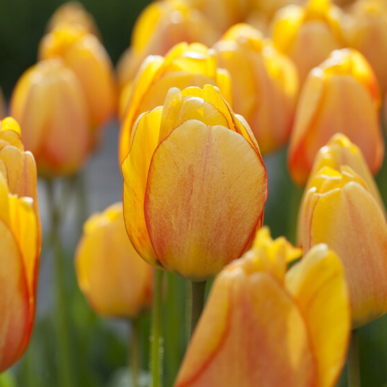 Van Zyverden Tulips Blushing Apeldoorn Set of 12 Bulbs, Multicolor, Partial Sun, Perennial
