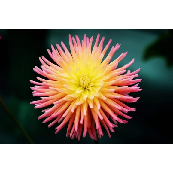 50  Cactus Dahlia Mixed Color Seeds - Made in USA, Ships from Iowa.