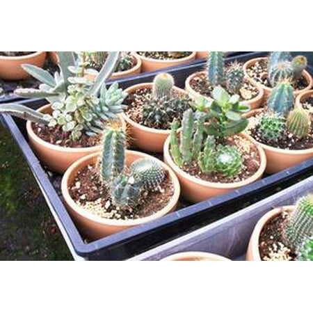 Hawaii Live Plants  Cactus Gardens Walmart  com