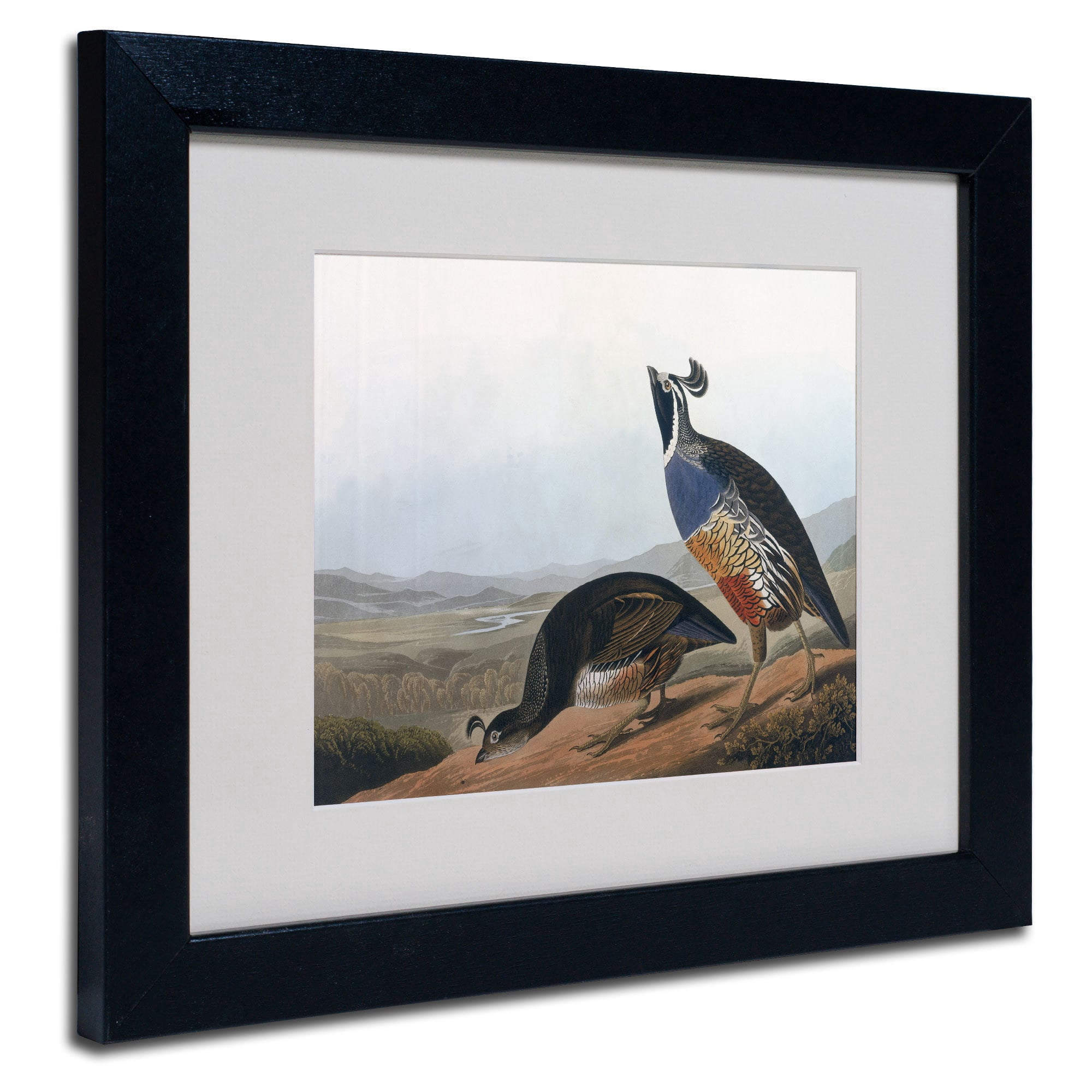 Trademark Fine Art "Californian Partridge" Canvas Art by John James Audubon, Black Frame