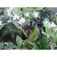 thumbnail image 4 of Jasmine Confederate Starter Plant, Lot of 20, 4 of 8
