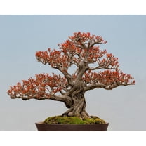 Twisted Pomegranate Bonsai Seeds - 20 Seeds to Grow - Highly Prized Edible Fruit Bonsai - Made in USA, Ships from Iowa