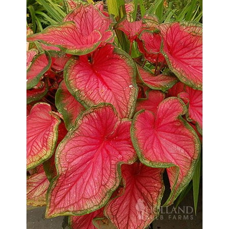 Caladium Bulb - Sweetheart Caladium